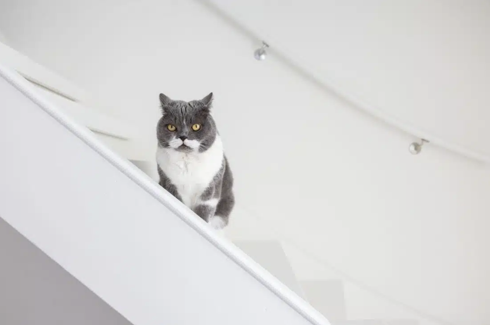 Trapbomen: wat zijn het en hoe passen ze in uw traprenovatie?