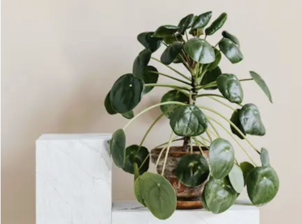 Duurzaam wonen: vijf tips voor een duurzaam interieur